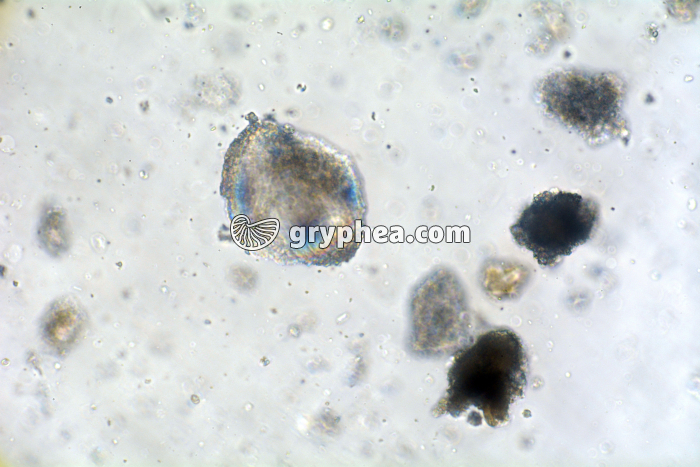 Foraminifère (craie de Brighton) x100 - gryphea.com